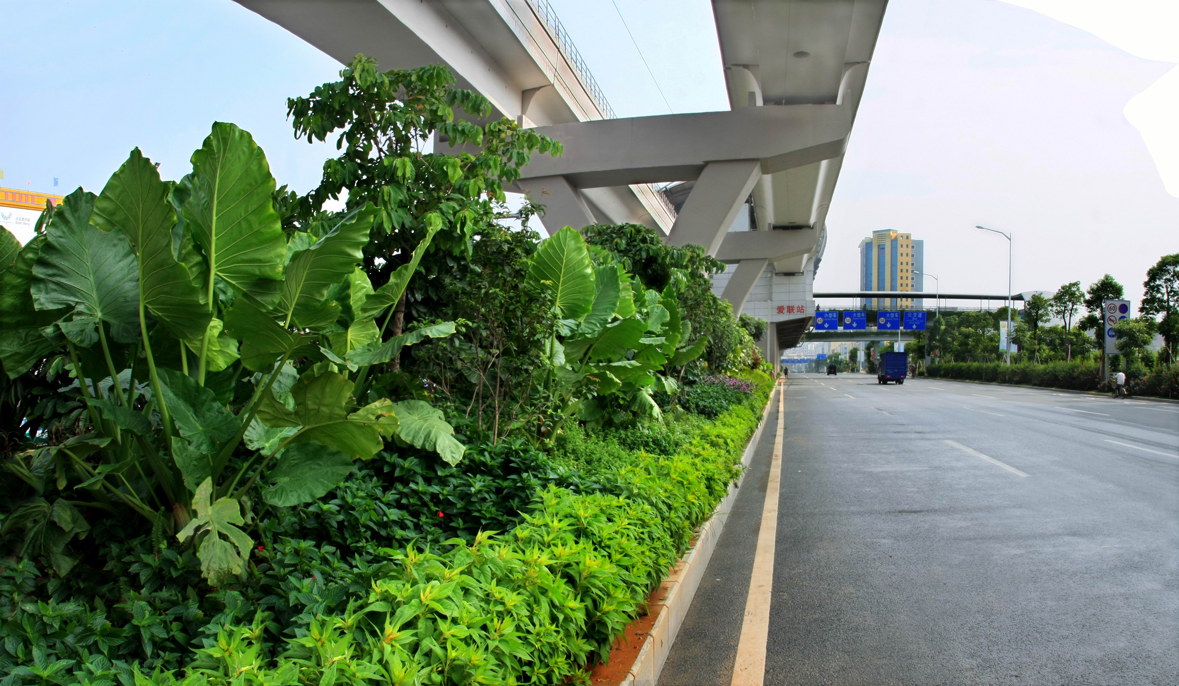 深惠路园林景观工程.jpg